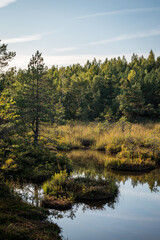 Colorful Sulphur pond trail in the Raganu (Witch) swamp in Kemeri National Park near Jurmala, Latvia