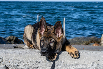 A close-up portrait of a fifteen weeks old German Shepherd puppy. Blue sky and ocean in the background