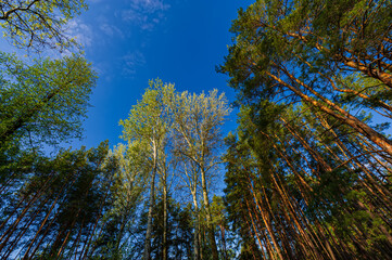 tops of deciduous trees and pine trees against the blue sky.