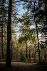 Moody forest trail in the Kemeri National Park near Jurmala, Latvia