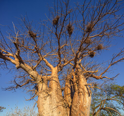 Fototapeta na wymiar Close up of the top of the famous Green's Baobab (Adansonia digitata), named after the 19th-century explorer, hunter and trader Joseph Green in the vicinity of the village of Gweta in botswana