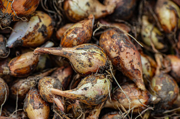 golden bulbs of harvested onions, close-up.