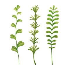 Herbs cooking rosemary, thyme, tarragon, mint, basil. Greenery watercolor sketch hand drawn botanical clipart.