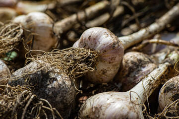 heads of harvested garlic.