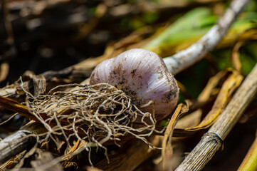 head of harvested garlic, close-up.