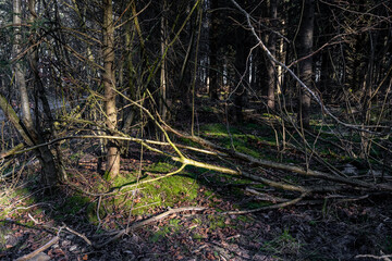 A forest glade in beautiful early morning light. Green moss on the ground. Picture from Eslov, Sweden