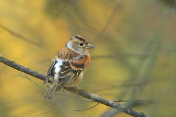 Brambling (Fringilla montifringilla) in its natural habitat . Songbird sitting on the branch. Wildlife scene with a song bird. 