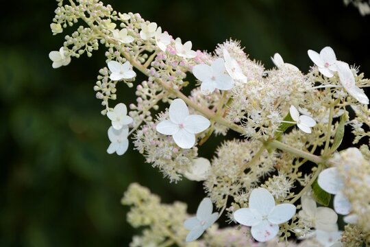 Luxurious white  inflorescence of hydrangea paniculata variety Tardiva in the garden in summer close-up. 