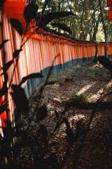Side view of Japan Torii tunnel a place full of color and spiritual vibe