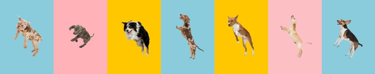 Young dogs are posing. Cute doggies or pets jumping high on multicolored background. Studio photoshots. Creative collage of different breeds of dogs. Flyer for your ad.