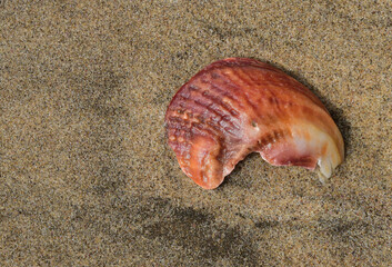 A red seashell on the wet yellow sand of the Namibian beach
