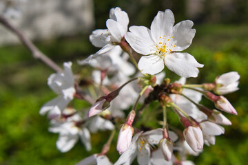 桜, 花, 全盛期, 白, 木, 自然, 花, 咲く