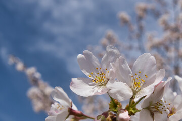 桜, 花, 全盛期, 木, 白, 自然, 咲く, 花, 季節, 青
