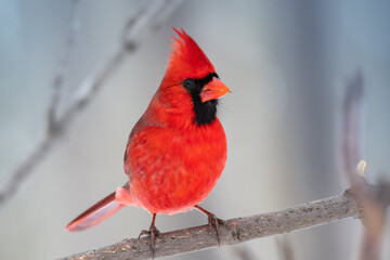 A male Northern Cardinal (Cardinalis cardinalis)perching on a tree with light background.