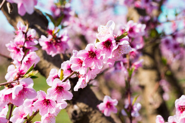 blooming peach trees in spring