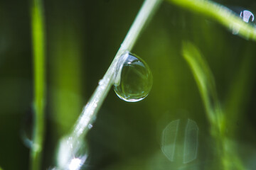 water drops on green grass