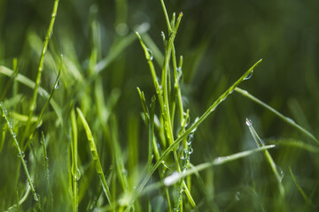 grass with dew drops