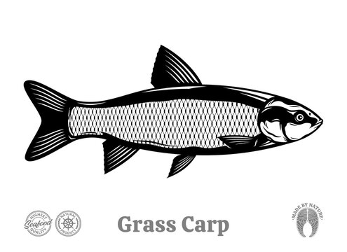 Vector grass carp illustration isolated on a white background