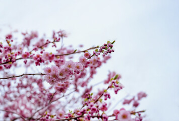 Branches of blossoming cherry against blurry white sky on sunny day spring, Selective focus Outdoor nature of Pink sakura flowers with dreamy romantic tone with copy space.