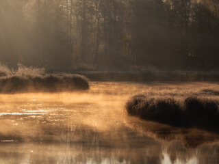 Sunny dawn on a foggy swamp. Evening sun rays on the dry grass growing in the swamp.