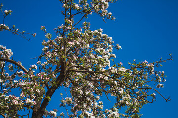 blooming tree