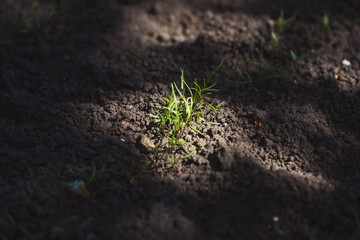 plant growing in soil