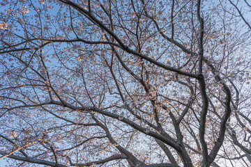 夕日に照らされる桜