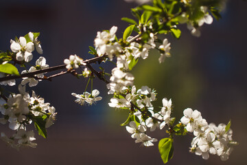 tree blossom