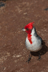 Vertical of a Red-crested Cardinal, Paroaria coronata, close up