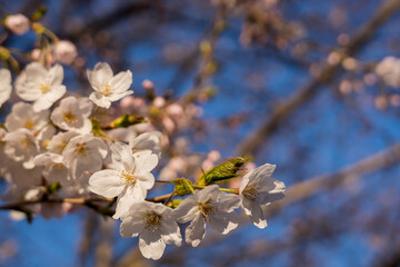 夕日に照らされる桜