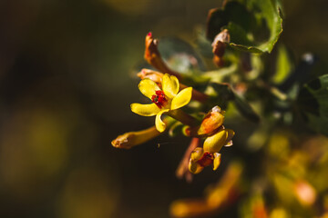 close up of yellow flowers