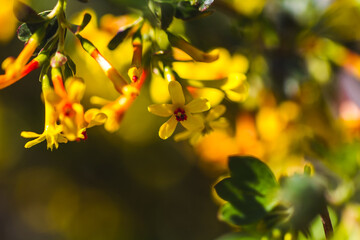 yellow flowers in the garden