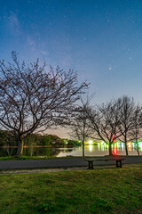 Obraz premium 天の川と夜桜