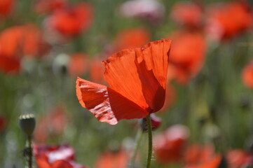 red poppy flower