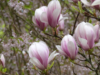 Obraz na płótnie Canvas soft pink magnolia petals blooming in spring close up