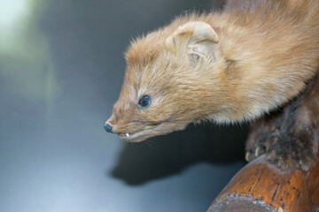 A stuffed sable. An omnivorous animal with valuable fur. Head profile.