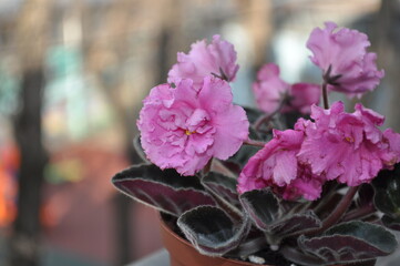 Cultivation of violets in the apartment and at home flowering pink