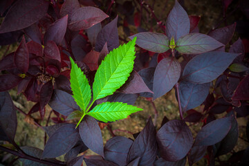 Green leaves are placed on a dark leaf with a dark background.