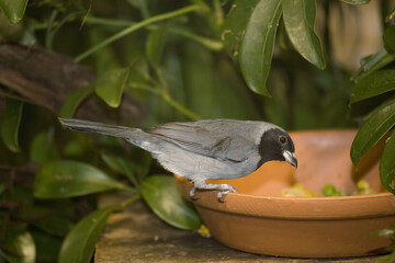 Black-faced Tanager, Schistochlamys melanopis, at a feeding station