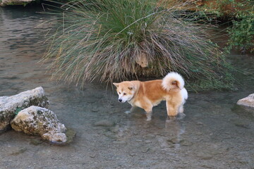 dog in the water