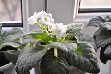 Cultivation of violets in the apartment and at home flowering white