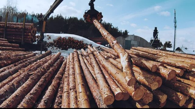Sorting the forest. Loading logs into the car