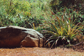 Roca junto a vegetación en bosque seco