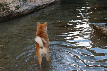 dog in the water