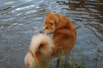 dog playing with water