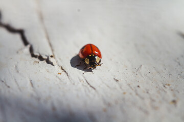 ladybird on a leaf