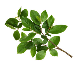 Twig with spring green leaves