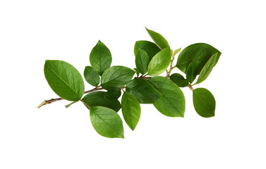 Twig with spring green leaves