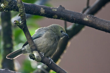 Palm Tanager, Thraupis palmarum, perched on a branch