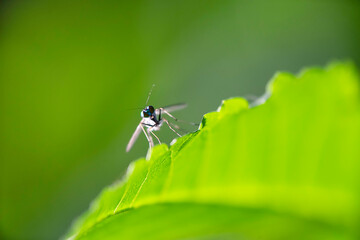 Condylostylus sipho ,greenish long legged fly